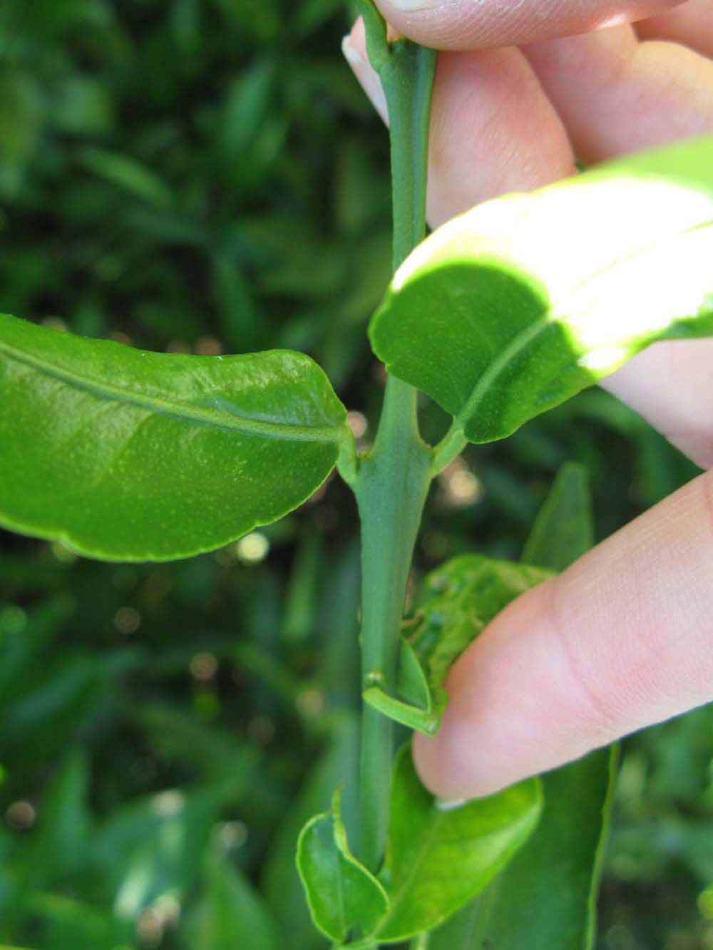              First year twig (Winter Haven, FL)       